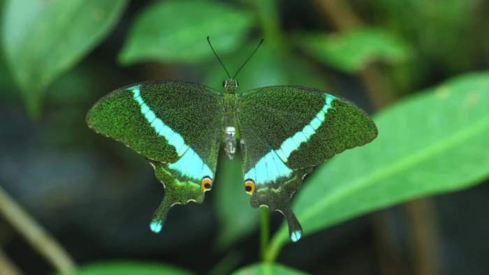 Chhattisgarh First State Butterfly: छत्तीसगढ़ को मिलेगी पहली राजकीय तितली… जनता करेगी ऑनलाइन मतदान