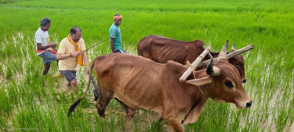 CG News: CM साय ने खेत में चलाया हल… बोले- अपनी माटी से जुड़ाव का सुख अलग है