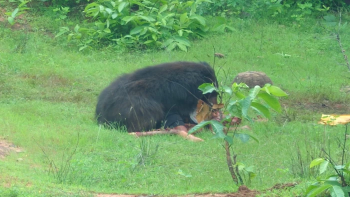 Kanker Bear Attack: कांकेर में भालू का हमला… भाई-बहन की दर्दनाक मौत