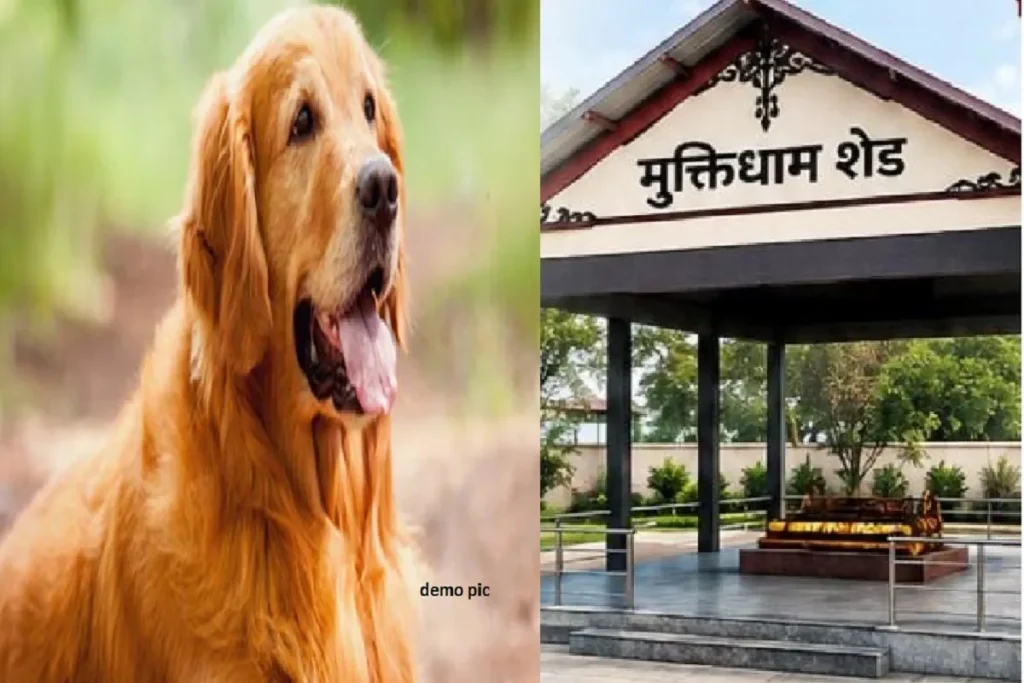Bilaspur News: बिलासपुर के मुक्तिधाम में कुत्ते का अंतिम संस्कार… लोगों ने जताया विरोध