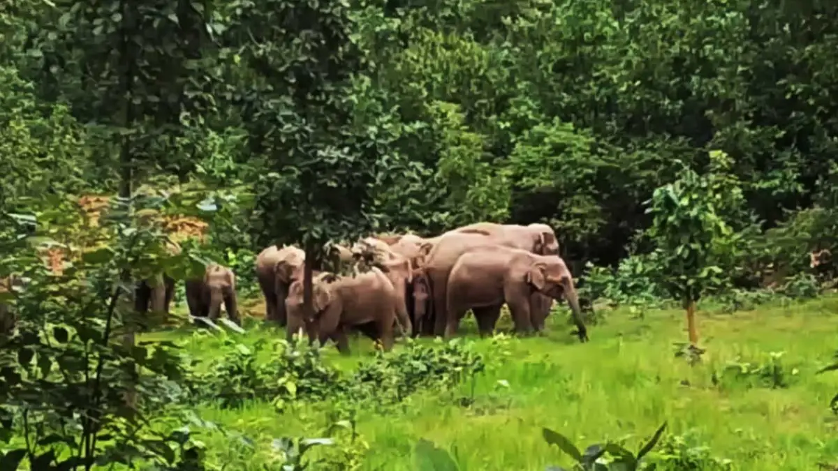Elephant Alert: उदयपुर में 14 हाथियों के दल से दहशत… 4 हेक्टेयर धान की फसल रौंदी