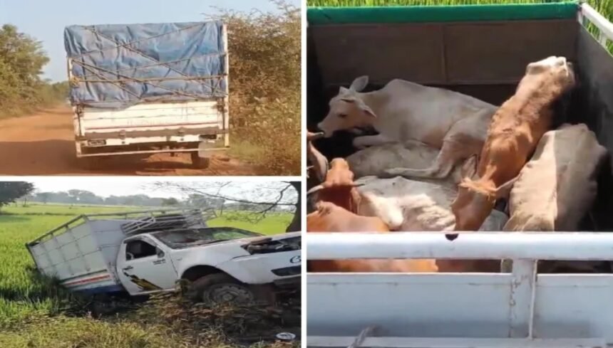 CG Cattle Smuggling: मवेशियों से भरी दो पिकअप पकड़ी गईं… 12 जिंदा बरामद