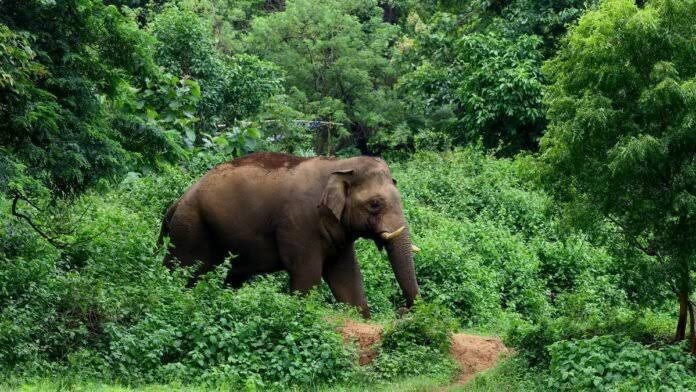 CG Elephant Attack: पसान में हाथी का तांडव… 42 वर्षीय किसान प्रताप सिंह की मौत