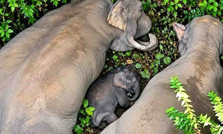 Baby Elephant: नन्हे हाथी ‘काशी’ की सात गांवों ने मनाई छठी